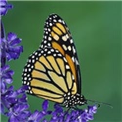 Hawaiian Monarch Realty