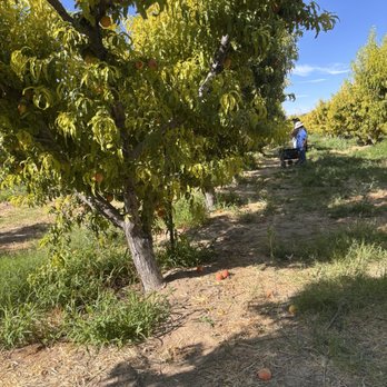 Gilcrease Orchard - Fruits & Veggies Near Me - Las Vegas, Nevada Gilcrease Orchard - Fruits & Veggies Near Me - Las Vegas, Nevada