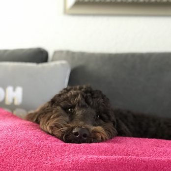 All Four Paws Dog Grooming - Luna relaxing after a spa day at All Four paws - Pet Groomers Near Me - Thornton, Colorado All Four Paws Dog Grooming - Luna relaxing after a spa day at All Four paws - Pet Groomers Near Me - Thornton, Colorado
