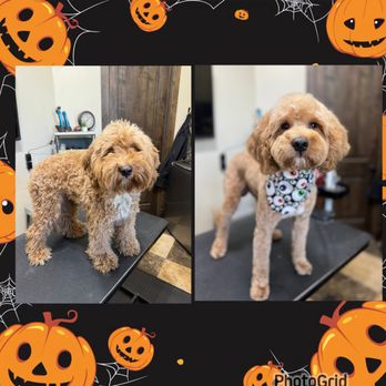 Dirty Dawgs Spa - Romeo got a makeover and isn't he so handsome! - Pet Groomers Near Me