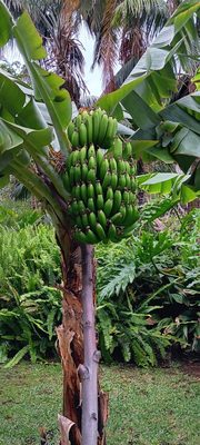 Hotel Botanico & The Oriental Spa Garden by null