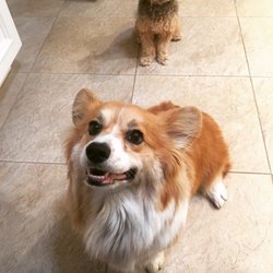 The Paws Sitter