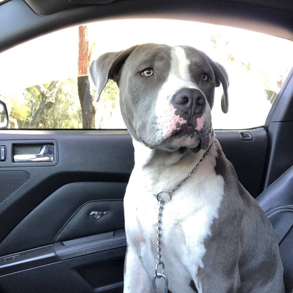 209 K9 Chelle - Pet Training Near Me