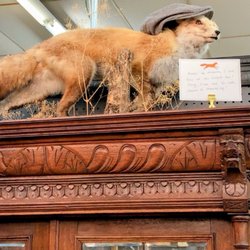 Taxidermy