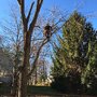 Photo of K&H Tree Service