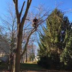 K&H Tree Service - Honey locust tree removal.