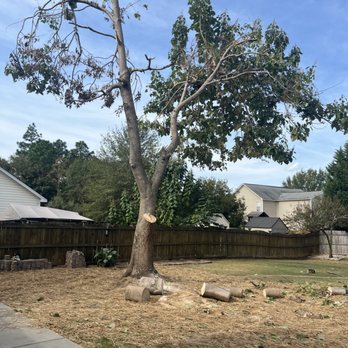 Griffith Tree Removal - Tree in the process of being taken down - Tree Services Near Me