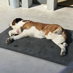 Barryland - Musée et Chiens du Saint-Bernard - Dog sleeping in sunshine