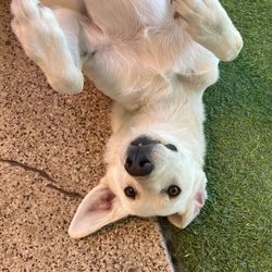 Dogtown Pet Spa - Lake having a blast at DOGTOWN