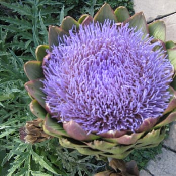 Earthbound Farm Stand - Organic Stores Near Me - Carmel, California Earthbound Farm Stand - Organic Stores Near Me - Carmel, California