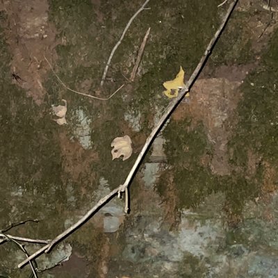 Bell Witch Cave by null