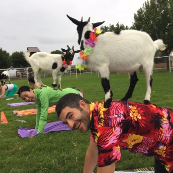 Goat Yoga - Yoga Near Me
