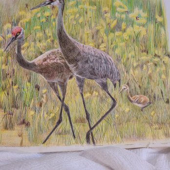 Warren Frank O III MD - Sandhill Cranes in colored pencil. - Doctors Near Me - Manchester, New Hampshire Warren Frank O III MD - Sandhill Cranes in colored pencil. - Doctors Near Me - Manchester, New Hampshire