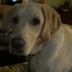 Dog Spaw - My yellow Labrador