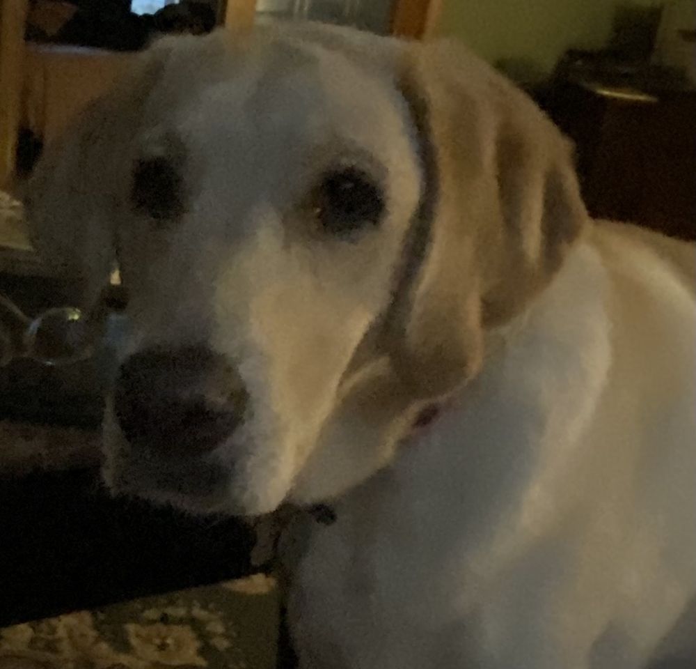 DOG SPAW Updated September 2024 1125 Roosevelt Ave E, Enumclaw