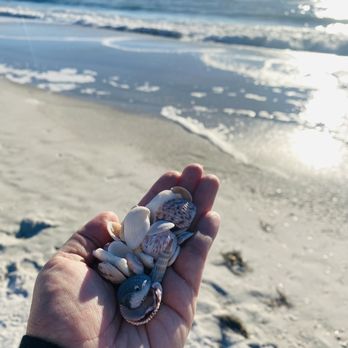 Cortez Beach - Shells! - Beaches Near Me - Bradenton Beach, Florida