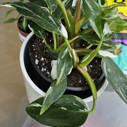 Mable philodendron, she is all better now. Thank you so much Raye Mable philodendron, she is all better now. Thank you so much Raye