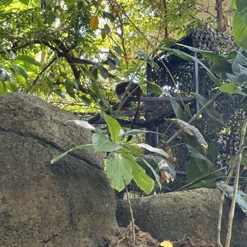 Rainforest Pyramid - Monkey - Botanical Gardens Near Me - Galveston, Texas Rainforest Pyramid - Monkey - Botanical Gardens Near Me - Galveston, Texas