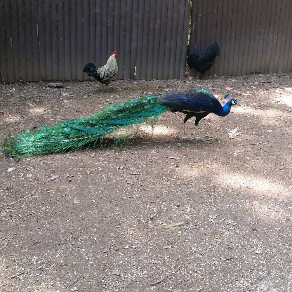 Bailiwick Animal Park - Peacock - Horseback Riding Near Me - Catskill, New York
