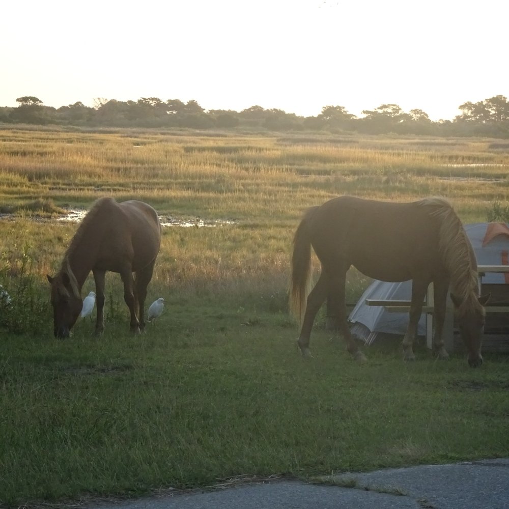 Bayside Drive-in Campground - Marsh views, and early morning visitors - Campgrounds Near Me - Ocean City, Maryland