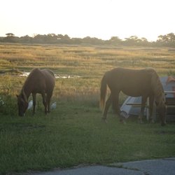 Bayside Drive-in Campground - Marsh views, and early morning visitors