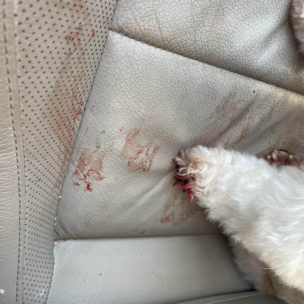 Blood everywhere in my car and when we got home Blood everywhere in my car and when we got home
