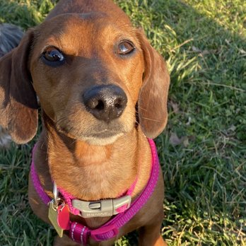 Andreson Dog Park - Dog Parks Near Me - Rialto, California