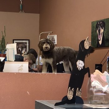 You Dirty Dog - Pet Groomers Near Me - Palm Desert, California You Dirty Dog - Pet Groomers Near Me - Palm Desert, California