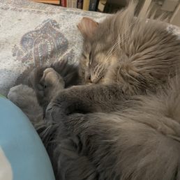 my cat, Tuna my cat, Tuna