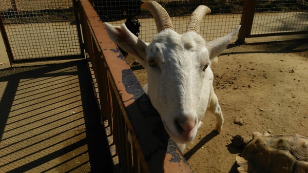 ワールド牧場 Farmers Market 大字白木1456 2 南河内郡 大阪府 Japan Phone Number Yelp