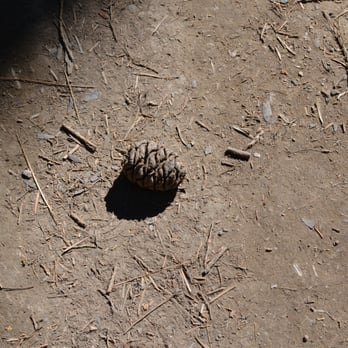 Calaveras Big Trees State Park - Sequoia tree pine cone. Big tree, small pine cone. Comparable to a small egg. - Parks Near Me - Arnold, California Calaveras Big Trees State Park - Sequoia tree pine cone. Big tree, small pine cone. Comparable to a small egg. - Parks Near Me - Arnold, California