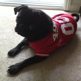 49er pug! 49er pug!