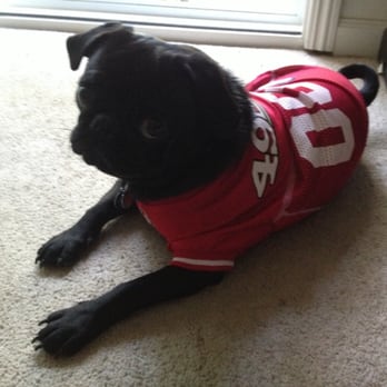 Pawsarotti's - 49er pug! - Pet Stores Near Me - Santa Rosa, California Pawsarotti's - 49er pug! - Pet Stores Near Me - Santa Rosa, California