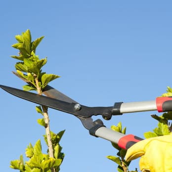 Golden Glove Tree Service - Tree Services Near Me Golden Glove Tree Service - Tree Services Near Me