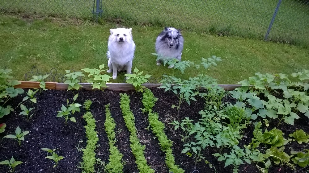 FEATHERS & FURRR PET SITTING Updated October 2024 12 Photos Garner, North Carolina Pet