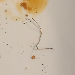 Gold metal wire on my pizza! Gold metal wire on my pizza!