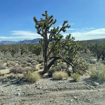Comedy on Deck Grand Canyon and Hoover Dam Tours - Joshua tree - Bus Tours Near Me - Las Vegas, Nevada