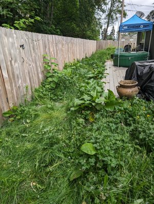 Lawn Maintenance - Tacoma, WA - Feel free to reach out and request an estimate today! Lawn Maintenance - Tacoma, WA - Feel free to reach out and request an estimate today!
