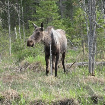 Algonquin Provincial Park - Cow Moose, Highway 60, Algonquin Park - Parks Near Me - Whitney, Ontario