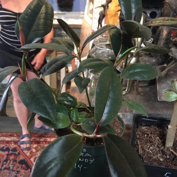 Sonoma Nesting - rubber plant - Antiques Near Me - Guerneville, California