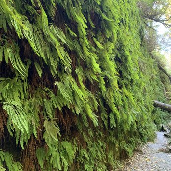 Prairie Creek Redwoods State Park - don't miss the canyon wall covered in ferns - Parks Near Me - Orick, California Prairie Creek Redwoods State Park - don't miss the canyon wall covered in ferns - Parks Near Me - Orick, California