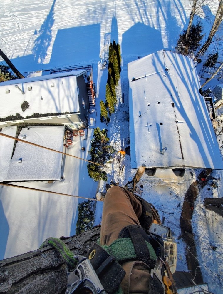 Trees Unlimited - tree service in SAINT PAUL, MN