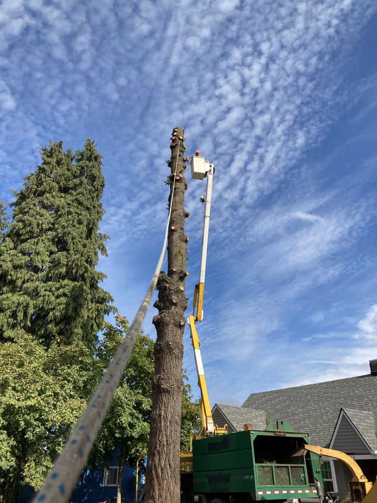 Pacific Arbor Care - tree service in McMinnville, OR