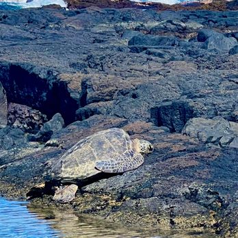Private Punaluu Tour - Never get closer than 15 feet. It's the law and also no flash or loud noises. #wildlife #fauna - Food Tours Near Me Private Punaluu Tour - Never get closer than 15 feet. It's the law and also no flash or loud noises. #wildlife #fauna - Food Tours Near Me
