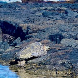 Private Punaluu Tour - Never get closer than 15 feet. It's the law and also no flash or loud noises. #wildlife #fauna