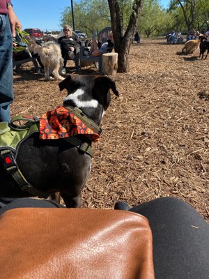 MUTTS Canine Cantina® by null