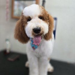 Pet Paw Grooming - Our standard poodle after his 1st visit