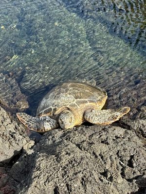 Richardson Ocean Park by null