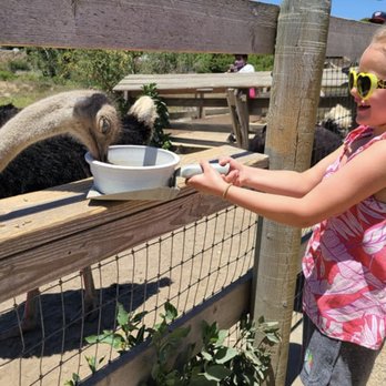 Ostrichland USA - Attraction Farms Near Me - Solvang, California Ostrichland USA - Attraction Farms Near Me - Solvang, California