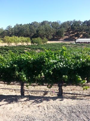 Cypher Winery by null